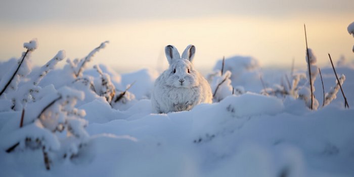 Was macht der Schneehase ohne Schnee?