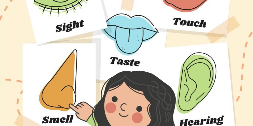 Illustration der fünf Sinne Sehen, Fühlen, Schmecken, Riechen und Hören